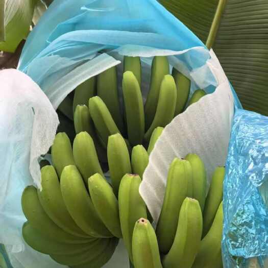 麻栗坡县香蕉批发