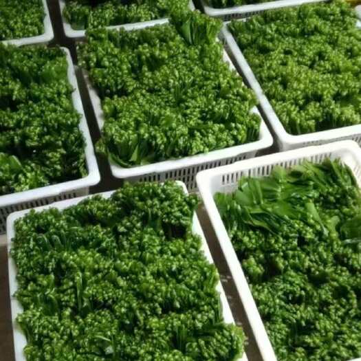 饶平县山苏菜 新鲜野菜 特色蔬菜 广东潮州产地直发