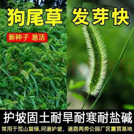 沭阳县狗尾巴草种子野草种杂草种籽狗尾草种子耐旱绿化观赏草籽护坡牧草