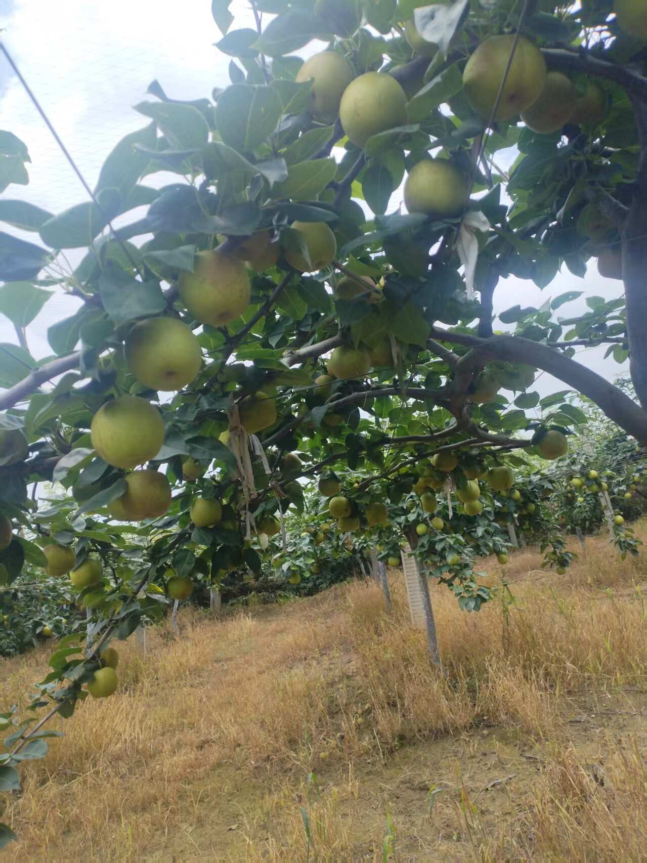 千亩翠冠梨基地，农户直发。