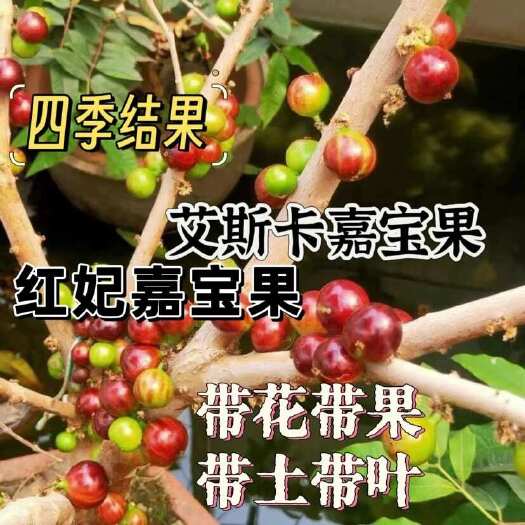 灵山县嘉宝果苗树苗红妃四季早生艾斯卡嘉宝果树葡萄苗盆栽当年结果