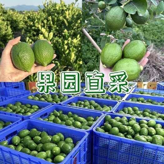 惠东县广东香水柠檬
