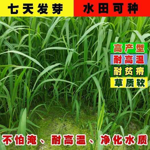 沭阳县小米草种子水草鱼虾蟹牧草籽雀叶稗湖南稷子耐旱耐水淹水草籽