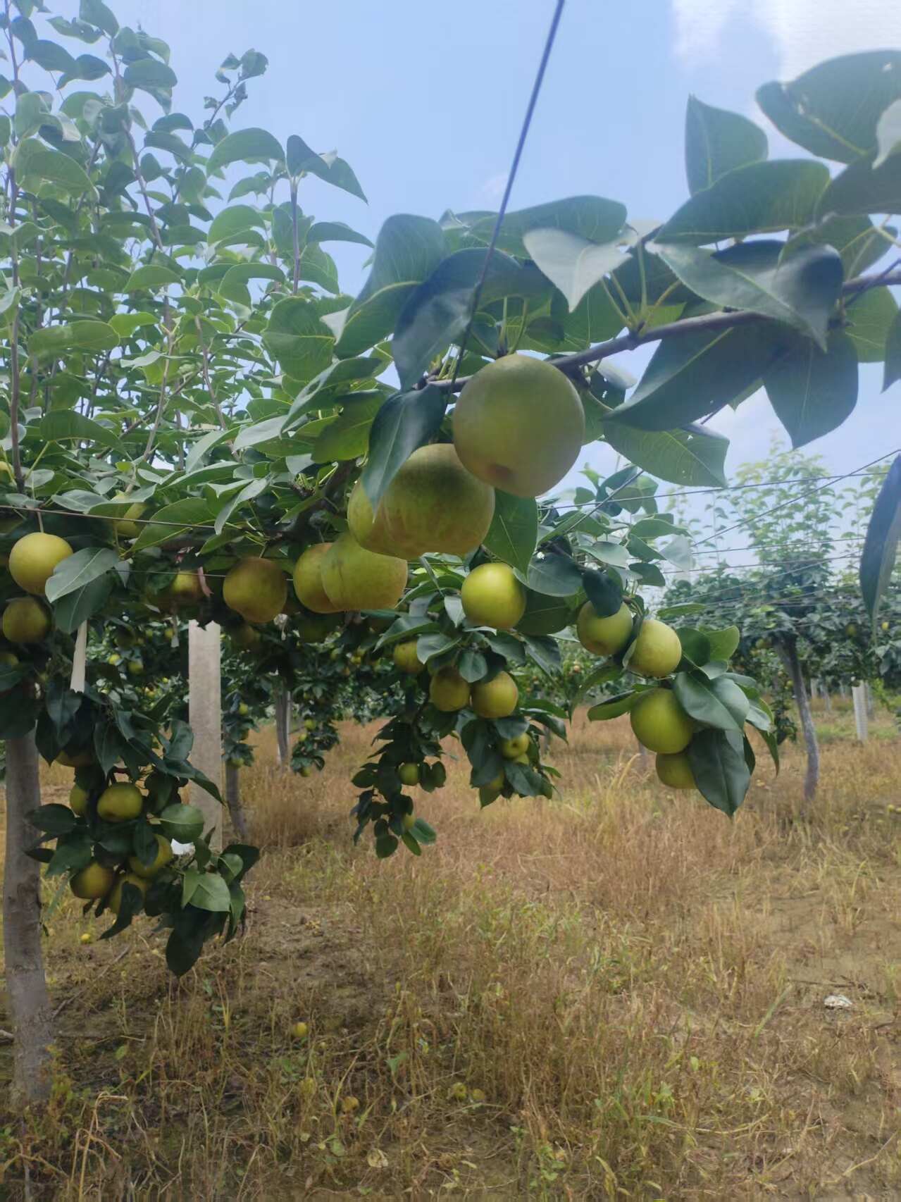 千亩翠冠梨基地，农户直发。