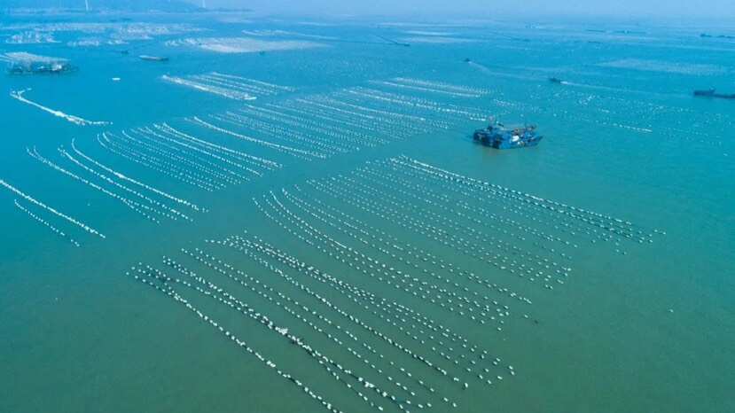 诏安县优质水资源海域，暂养各类种蚝苗，吊苗取苗一条产业链服务。