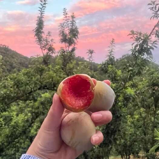 泗水县山东济宁泗水优质桃形李新鲜水果批发
