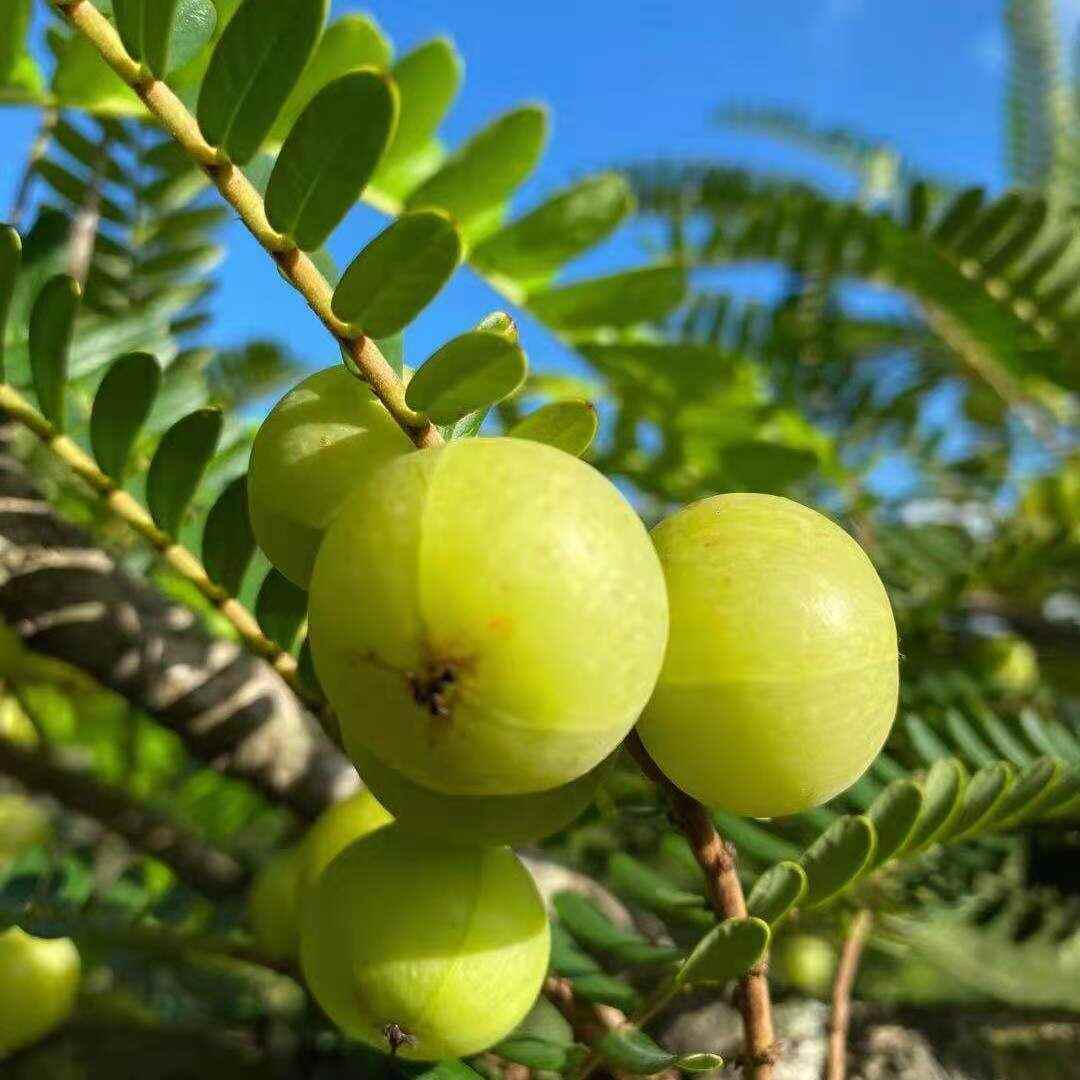 潮汕油甘 西饼甘 玻璃甘油甘包邮