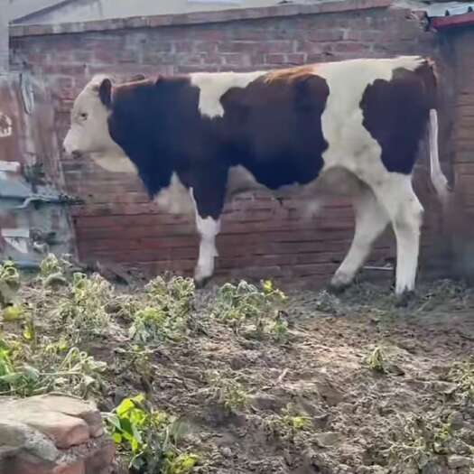 西门塔尔牛  母牛 小公牛 条子牛