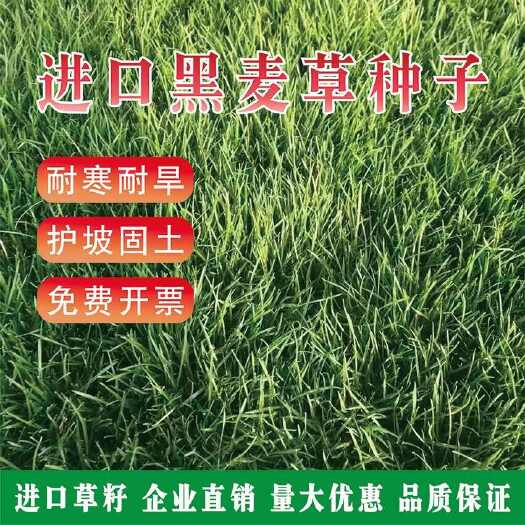 沭阳县草坪黑麦草种子耐寒耐踏工程绿化草种子庭院公园道路草籽草坪种子
