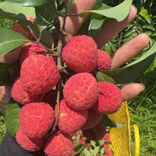 诏安县神仙贡品荔枝-仙进奉