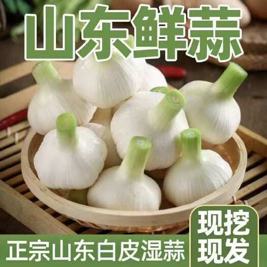 平邑县沂蒙山东白皮鲜蒜嫩蒜，