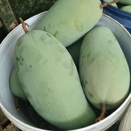 金煌芒