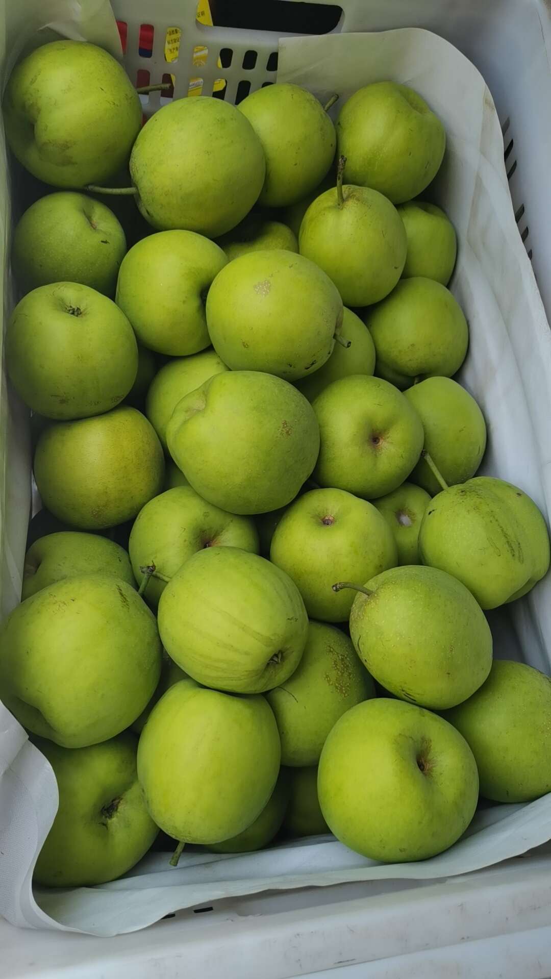 东台市酥脆多汁，纯甜无渣