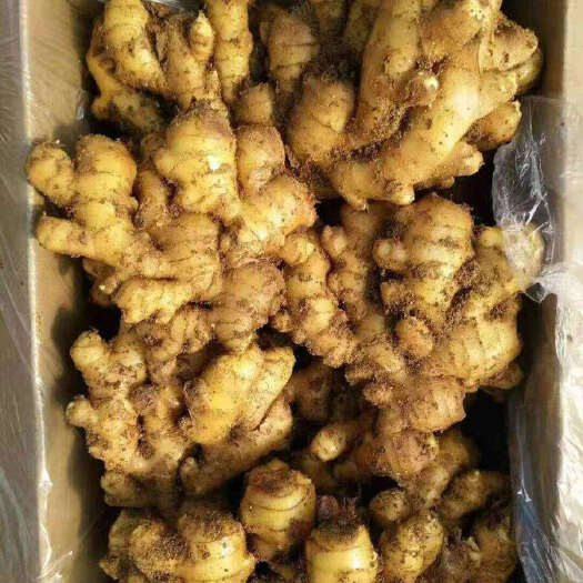 巫溪現(xiàn)挖黃姜本地黃姜老黃姜生姜新鮮現(xiàn)挖老姜