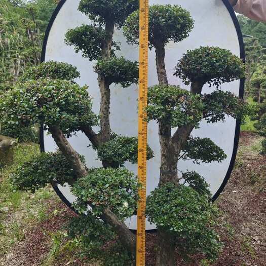 南昌赤楠盆栽