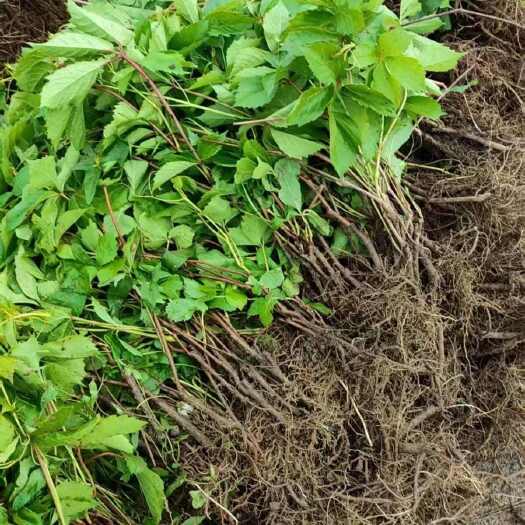沭阳县爬山虎苗四季常青爬滕植物室外庭院围墙园林小苗绿化苗木