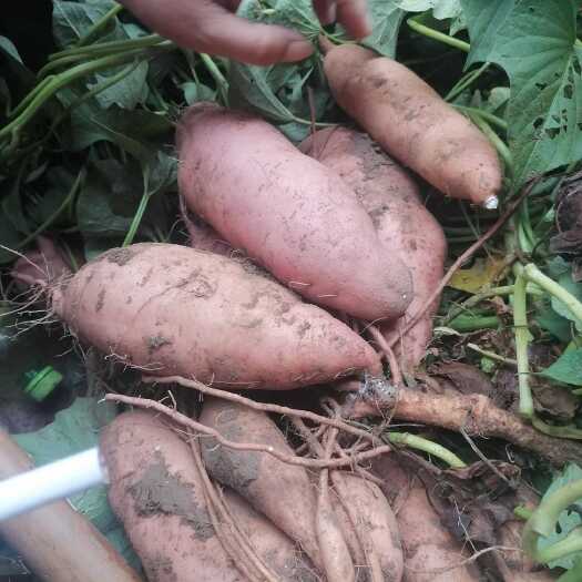 开封河南开封龙薯九 精品红薯大量上市货源充足质量保证