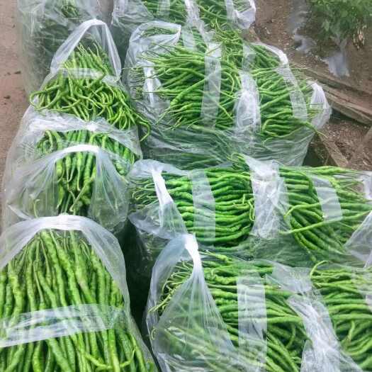 镇宁县贵州鸡爪青椒