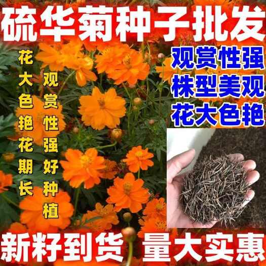 沭阳县硫华菊种子四季易活花种子籽四季开花室外黄秋英花种籽子庭院盆栽