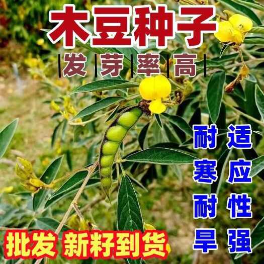 沭阳县木豆种子固土护边园林绿化护坡饲料牧草多年生耐旱工程灌木草种籽