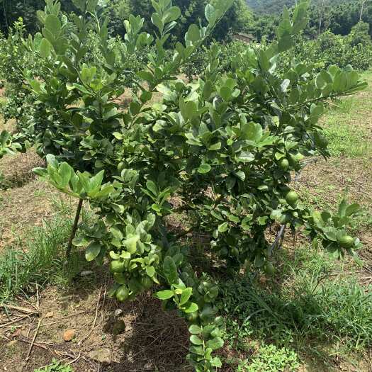 龙门县广东一级香水柠檬奶茶店专用