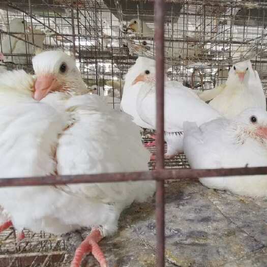 沙洋县自养大鸽子，一只起售，5只119包邮，大量批发可以议价！