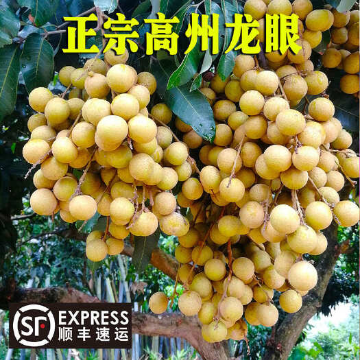石硖龙眼