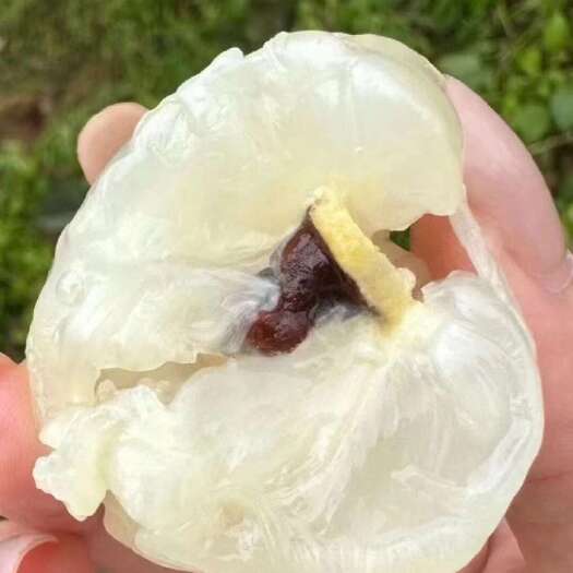 蜜丁香