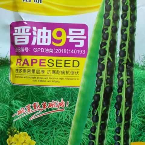 甘蓝中早熟油菜种子批发矮杆早熟抗旱耐寒黑籽油菜种籽