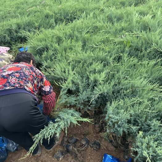 皋兰县土球无纺布沙地柏大田苗裸根30厘米到70厘米高装杯沙地营养杯