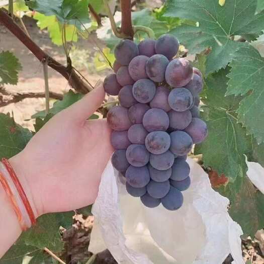 洛阳夏黑葡萄