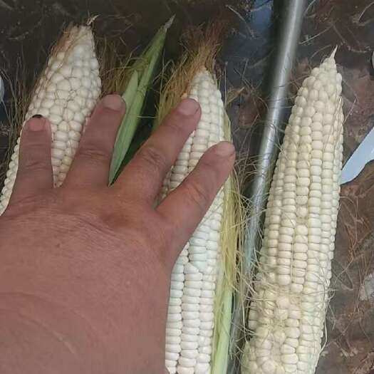 莒南县鲜玉米出货