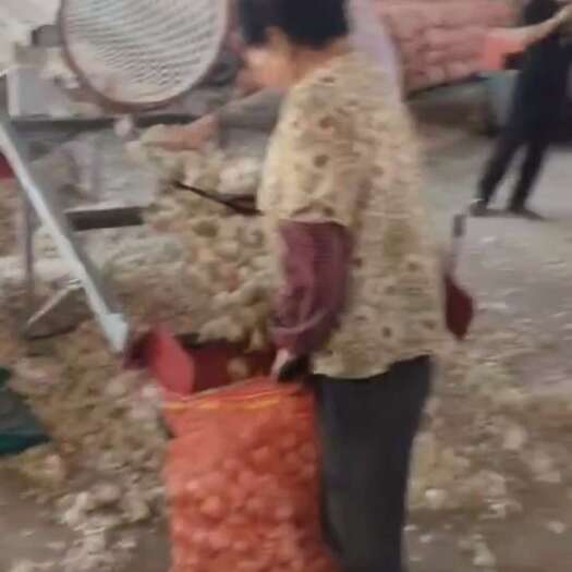 射阳县江苏射阳大蒜