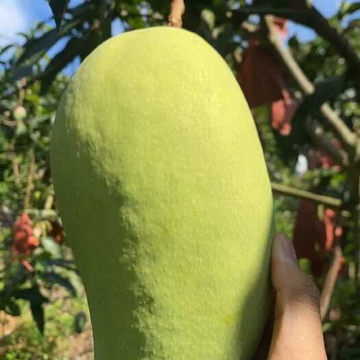 百色广西百色自家果园金煌芒新鲜芒果热带水果直供