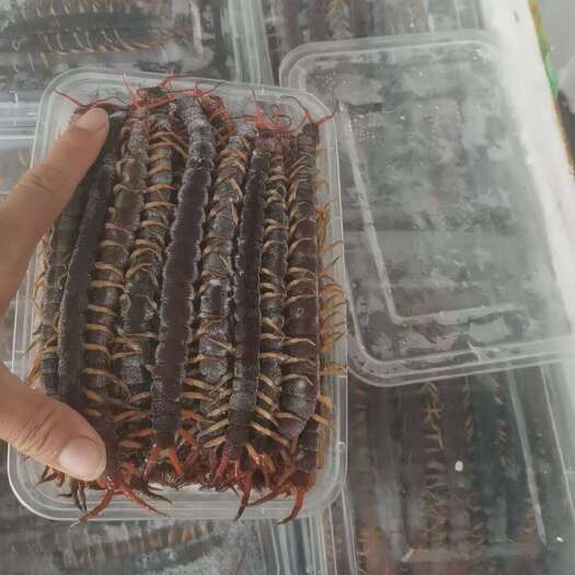 北海冻货蜈蚣