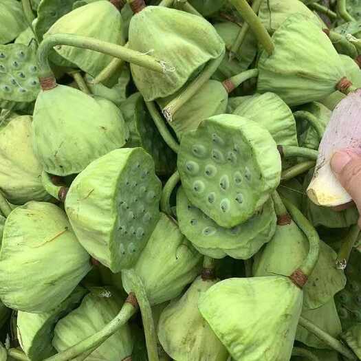 4斤新鲜莲子莲蓬湖南湘莲现摘现发生吃应急水果莲米莲蓬农家新鲜