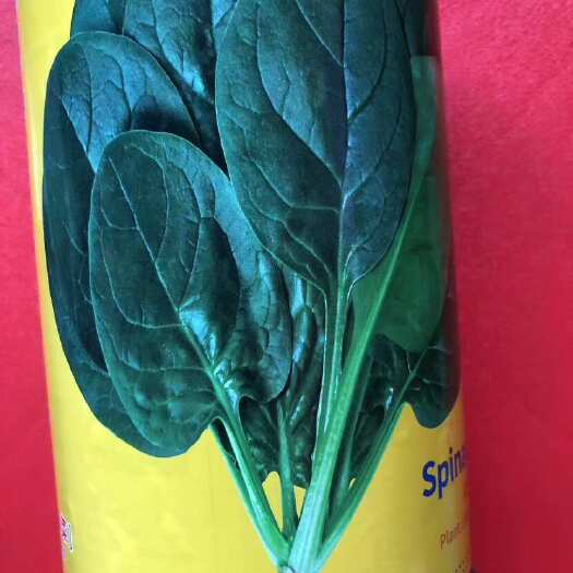 皇家宝丽菠菜种子