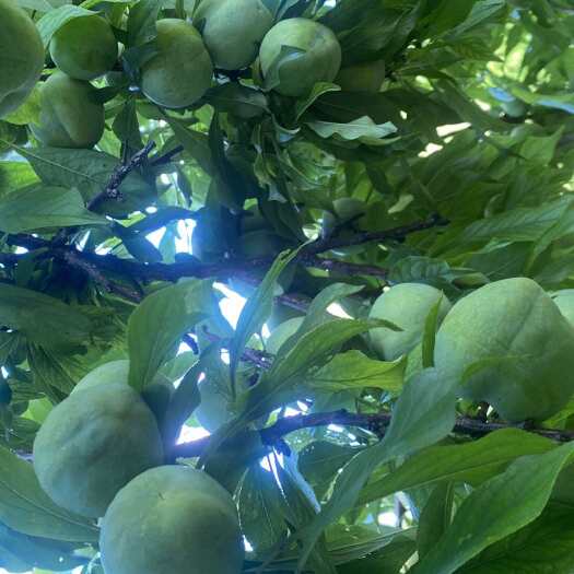 奉节正宗重庆脆李，脱骨李，水分充足，口感细腻爽口