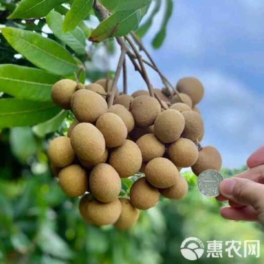 雷州市龙眼。脆甜脆甜