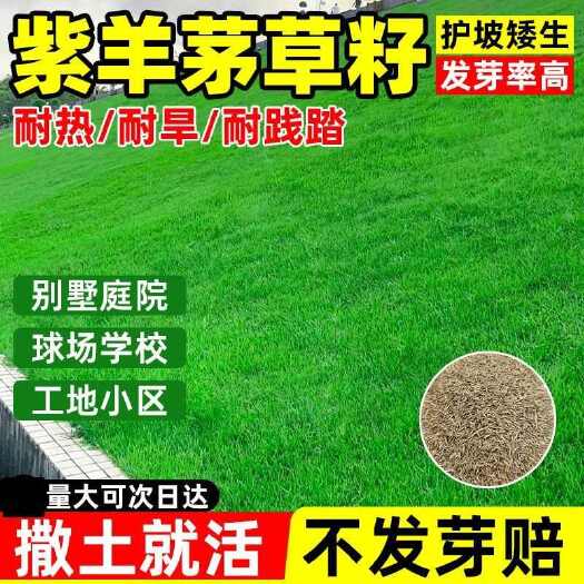 沭阳县紫羊茅种子草籽耐寒耐旱耐践踏护坡固土绿化庭院小区冷季型草种籽