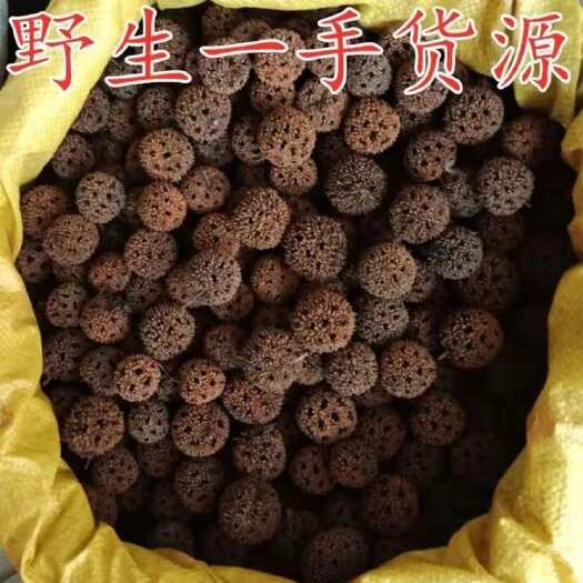亳州大别山路路通 新鲜枫正品 路路通 枫树果