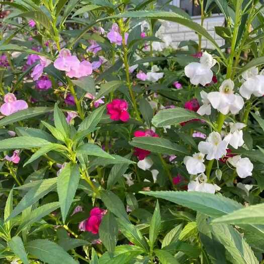 沭阳县混色凤仙花种子指甲花种子急性子种籽