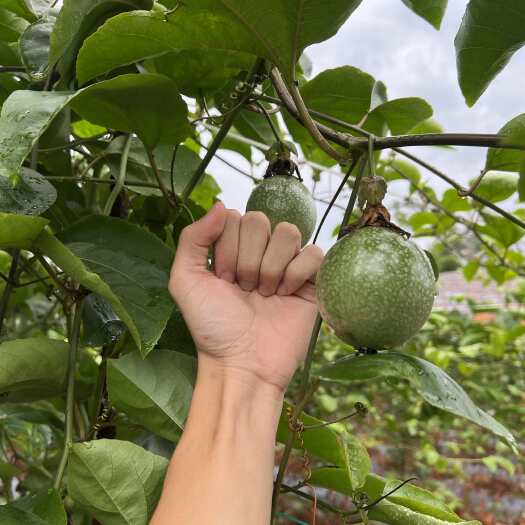 灵山县广西钦州灵山百香果 黄金百香果/钦蜜九号