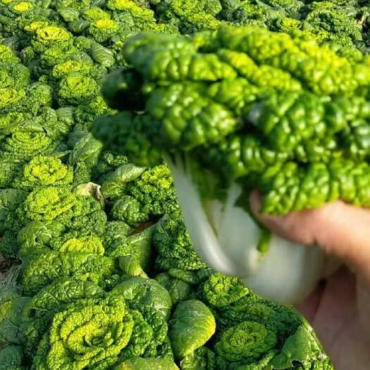 【预售】10.1号黄心乌塌菜批发 安徽蚌埠怀远县整车配送