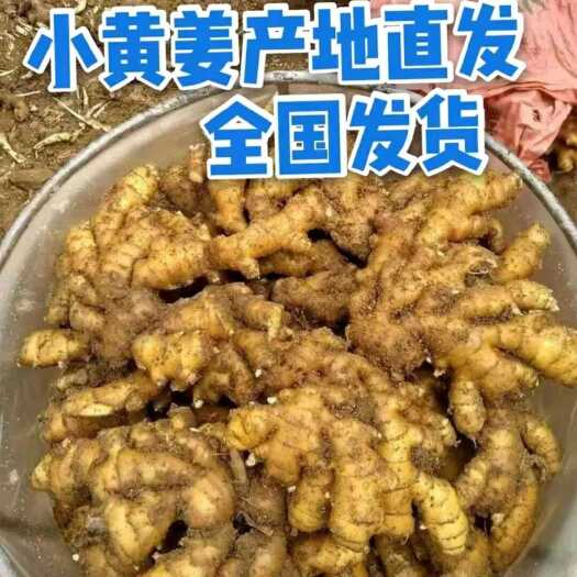 小黄姜（精品市场货电商货，货源充足）（全国物流发货）