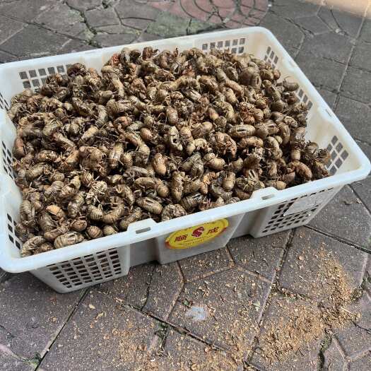 知了壳。夏季产量大，药材优等品