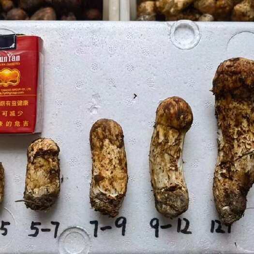 云南迪庆巴珠新鲜松茸