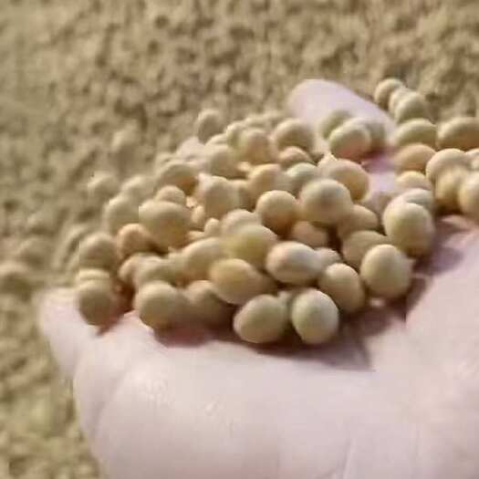睢宁县高蛋白东北大粒豆
