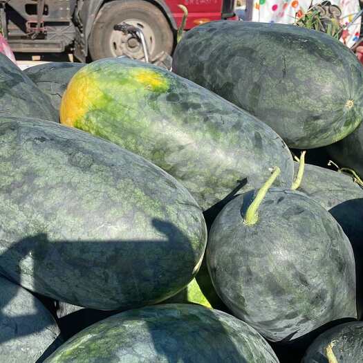 太康县头茬黑美人精品