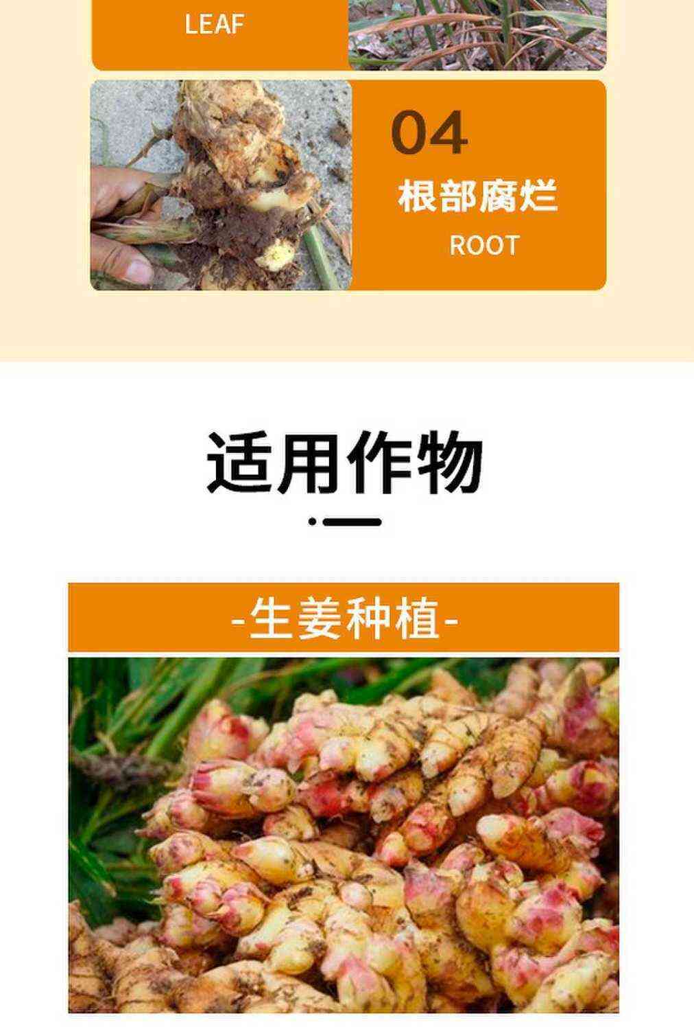 姜瘟一撒清生姜微生物肥料专用改善预防农资炭疽叶枯腐烂